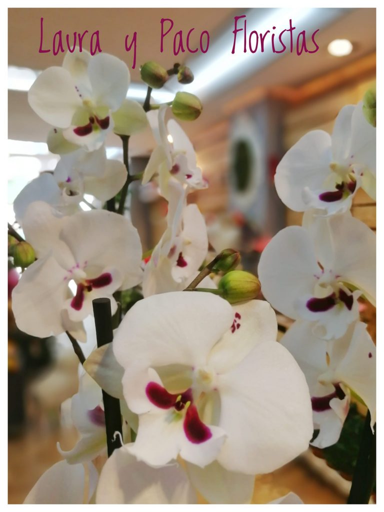 Cuidado de las orquídeas 1