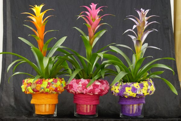 GUZMANIA-EN-CRISTAL-DECORADA-A-ELEGIR