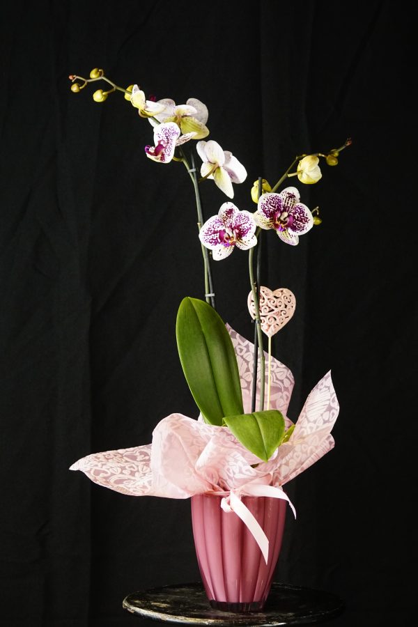 ORQUIDEA-JASPEADA-CON-BASE-DE-CRISTAL