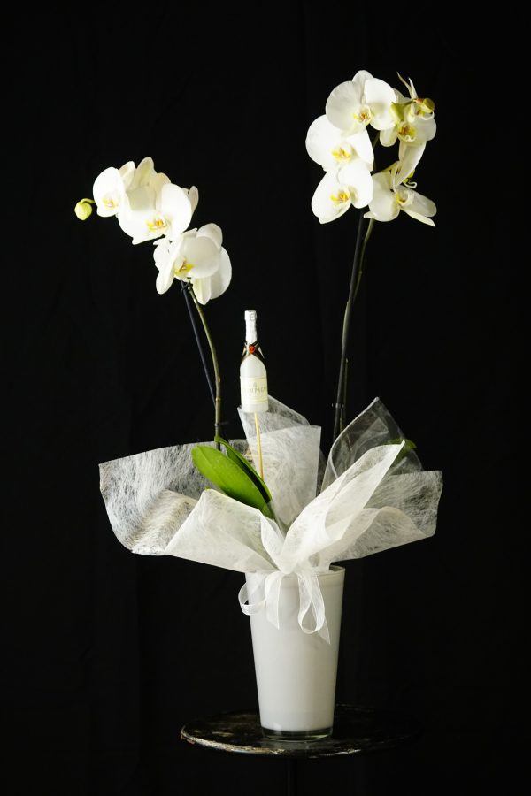 ORQUIDEA-PHALENOPSIS-BLANCA (2)