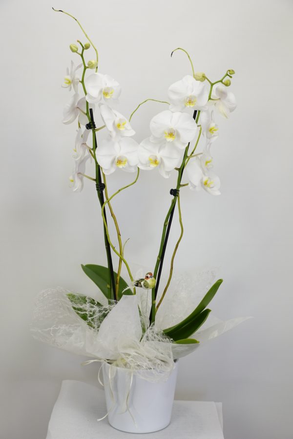 ORQUIDEA-PHALENOPSIS-BLANCA