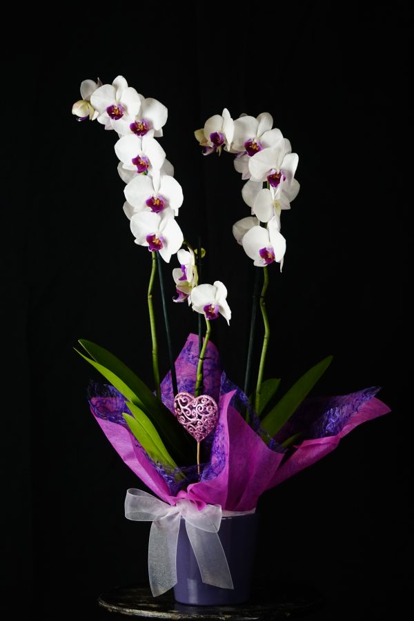 ORQUIDEA-PHALENOPSIS-CON-BASE-CERAMICA