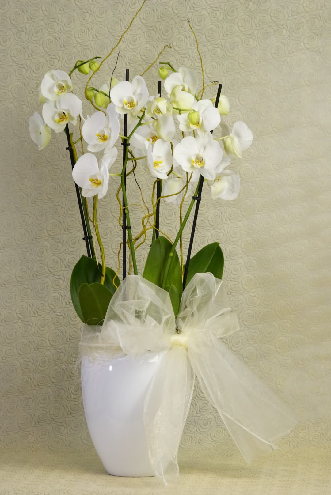 Orquídeas Blancas Decoradas Sidney LaurayPaco - Laura y Paco Floristería en  Godella